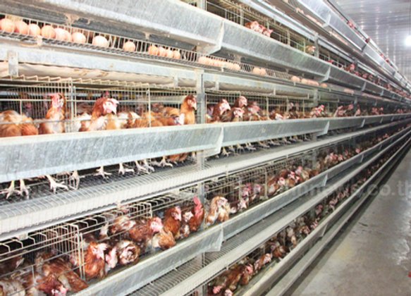 ผู้เลี้ยงไก่ไข่จ่อขึ้นราคาฟองละ10-20สต.