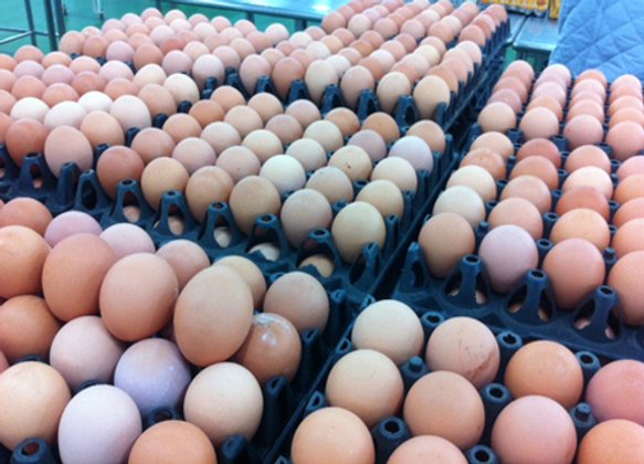 พณ. เผย วันนี้ไข่ไก่ขึ้นราคาอีกฟองละ 10 สต.