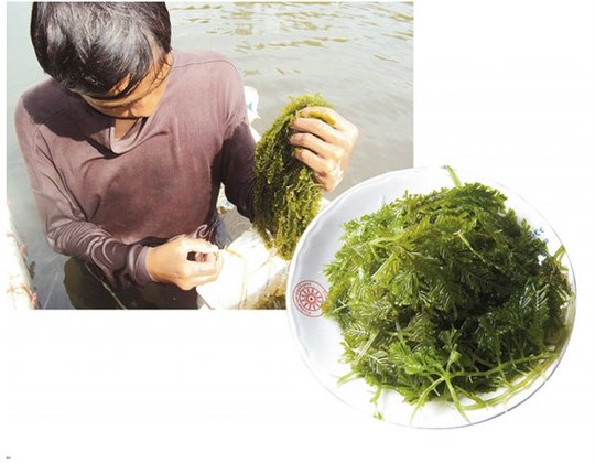 "สาหร่ายขนนก" ตรังบูม รับกระแสรักสุขภาพ-รายได้งาม
