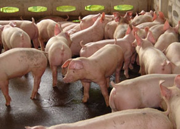 เกษตรกรขอปชช.มั่นใจการเลี้ยงหมูไร้สารเร่งโต