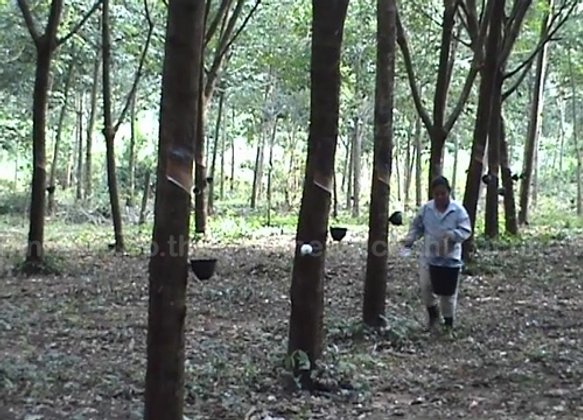 ที่ปรึกษารมว.เกษตรฯมั่นใจ2ด.ราคายางปรับขึ้น