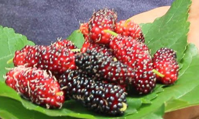 จันทบุรี-นำมัลเบอรี่ปลูกแซมกล้วยน้ำว้ารายได้ดี