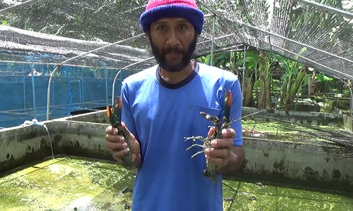 ชาวสวนยางหันมาเลี้ยงกุ้งล็อบเตอร์น้ำจืด สร้างรายได้กว่า 3 หมื่นบาทต่อเดือน