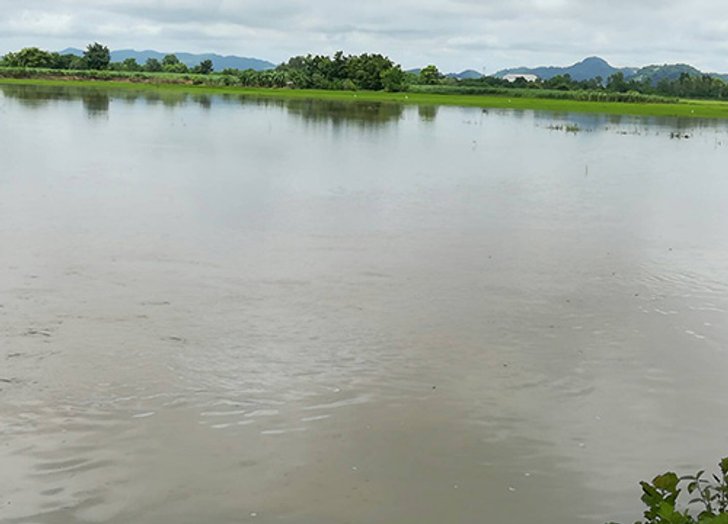 ส.ชาวนาเล็งชงรัฐช่วยพื้นที่นาน้ำท่วม100%เงิน4,500บ./ไร่