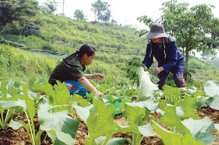 ทางออกเกษตรกรไทย เอาตัวรอดในกระแส AEC