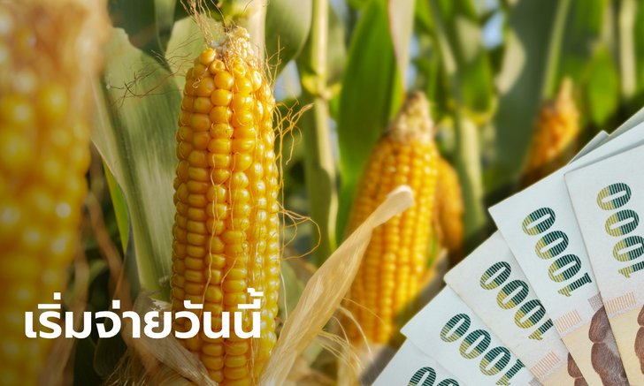 ธ.ก.ส. เริ่มจ่ายเงินประกันรายได้เกษตรกรผู้ปลูกข้าวโพดเลี้ยงสัตว์กว่า 637 ล้านบาท