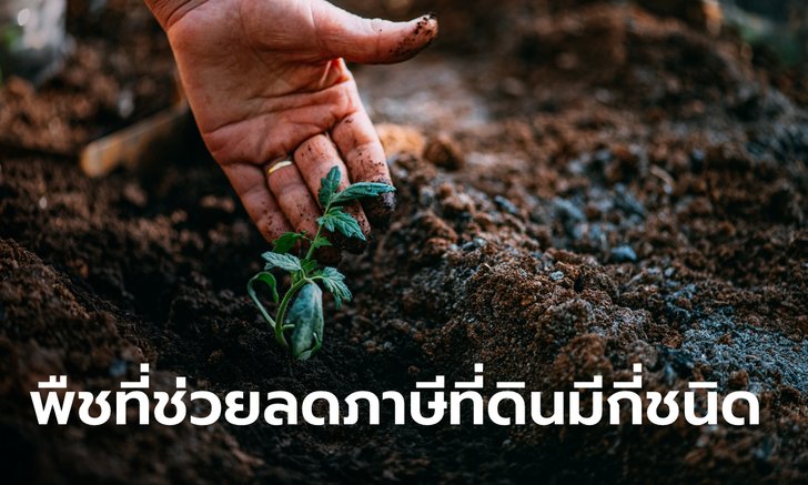 .ภาษีที่ดิน ต้องปลูกอะไรถือว่าใช้ประโยชน์เกษตรกรรม เข้าข่ายลดภาษีได้.