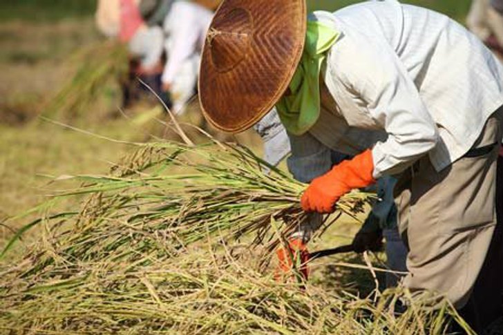 คลังรับสภาพ!จ่ายเงินจำนำข้าวไม่ทันกำหนด15ม.ค.นี้