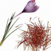 แซฟฟรอน Saffron