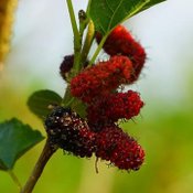 มัลเบอรี่1