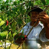 มัลเบอรี่3