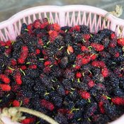 มัลเบอรี่2