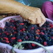 มัลเบอรี่6