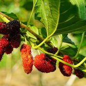 มัลเบอรี่4