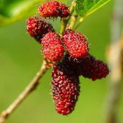 มัลเบอรี่7