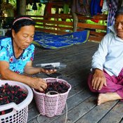 มัลเบอรี่8