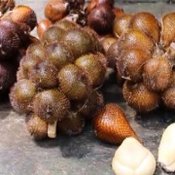 สละอินโด3