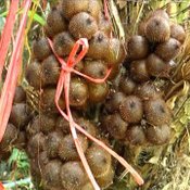 สละอินโด2