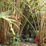 สละอินโด1