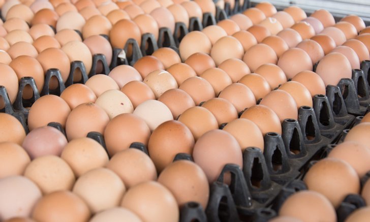 เช็คด่วน ราคาไข่ไก่ตกต่ำรอบ 5 ปี