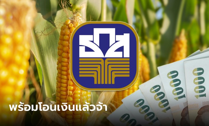 เช็กเงินประกันรายได้ข้าวโพด-ยาง 2566 ธ.ก.ส. พร้อมโอน 8,282 ล้านบาท