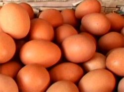 ลดวันแรก! ไข่ไก่หน้าฟาร์มเหลือ2.70บ.