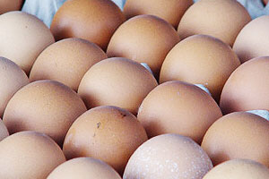 พาณิชย์ระบุราคาไข่ไก่เริ่มคลี่คลายแล้ว
