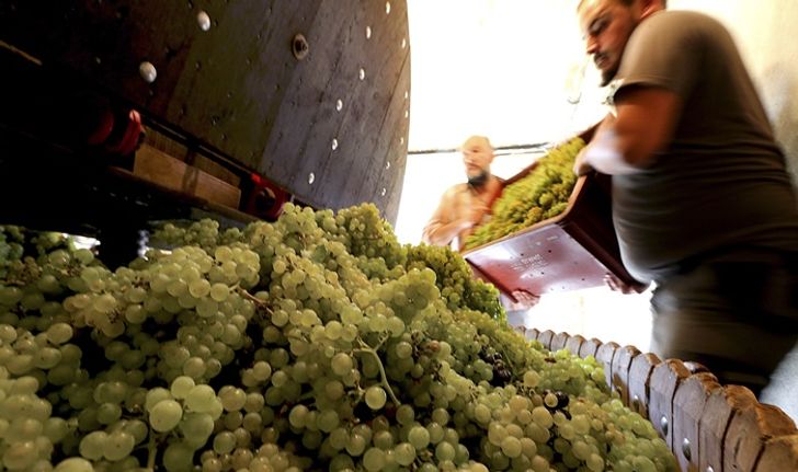 ธุรกิจไวน์ระส่ำ-กำลังผลิตลดลงหนักสุดในรอบ 50 ปี