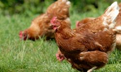 8 วิธีลดต้นทุนการเลี้ยงไก่ด้วยอาหารเสริมจากธรรมชาติ