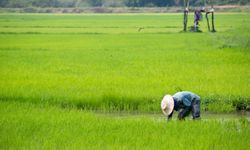 ครบถ้วน! รายละเอียดและเงื่อนไข 'ประกันภัยข้าวนาปี' ประจำปีนี้