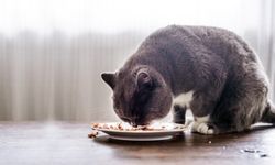 ส่องรายได้ธุรกิจ “อาหารสัตว์” ใน “วันแมวโลก”