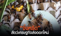 น่าเลี้ยง! “จิ้งหรีด” สัตว์เศรษฐกิจใหม่บุกตลาดยุโรป