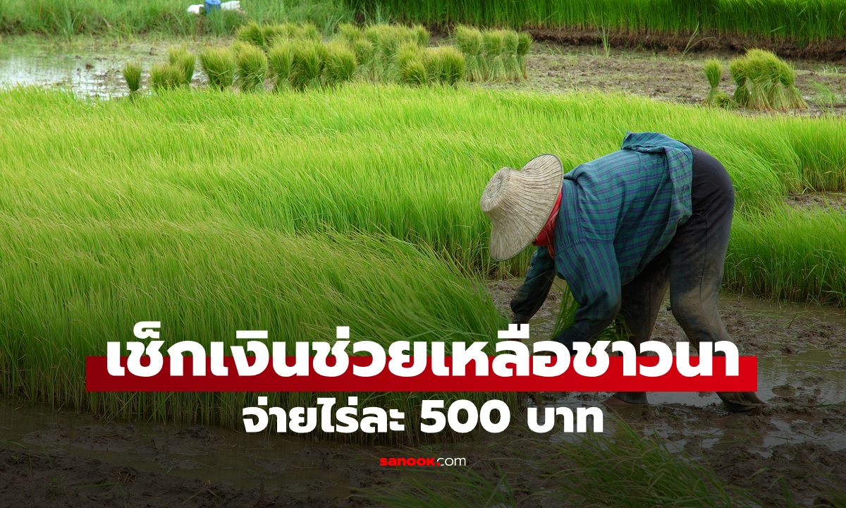 เช็กเงินช่วยเหลือชาวนา 500 ค่าปัจจัยไร่ละ 500 ค่าปรับพื้นที่ไร่ละ 1,500 บาท
