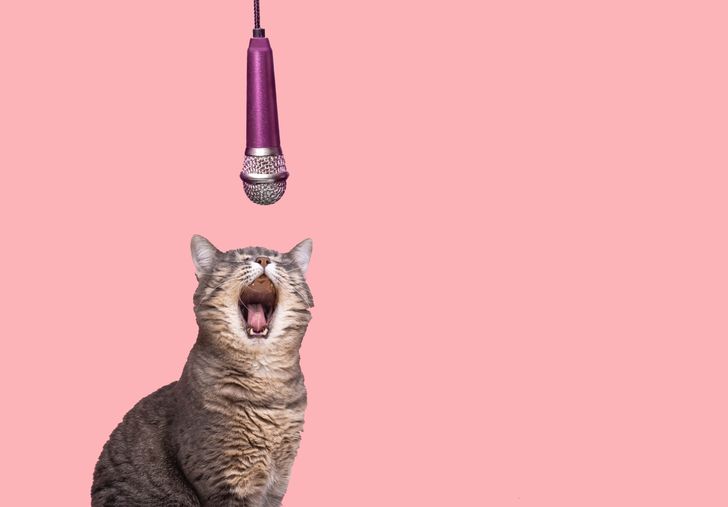 image_whiskascastingcall