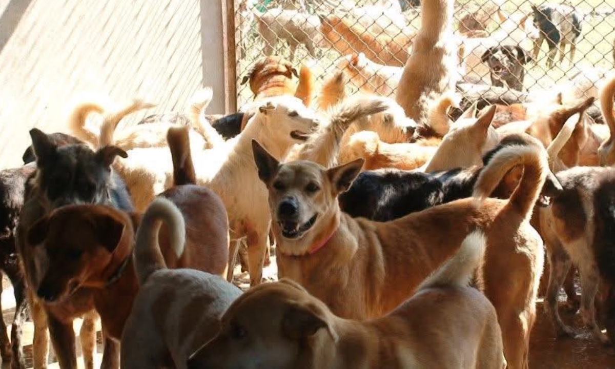 ให้คะแนนแลกชีวิตใหม่: โมเดลสร้างโอกาสให้หมาแมวจรมีบ้าน