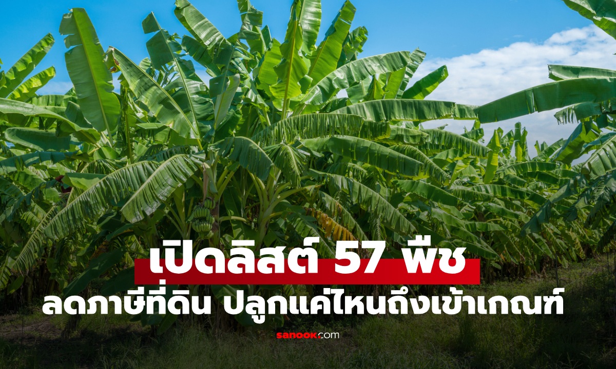 ปลูกอะไรลดภาษีได้ อัปเดตพืช 57 ชนิด พลิกที่ดินรกร้างทำเกษตร