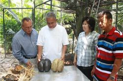 สุดฮือฮา!! "มะพร้าวก้นคน"ผลแรกของเมืองไทย สวนนงนุชพัทยารอคอย32ปี เตรียมขยายพันธุ์