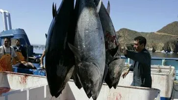 ไทยส่งออกปลาทูน่าอันดับ1ของโลก