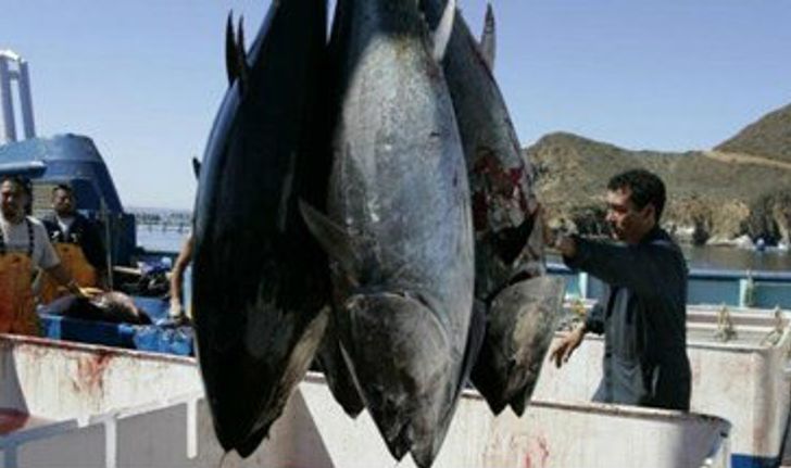 ไทยส่งออกปลาทูน่าอันดับ1ของโลก