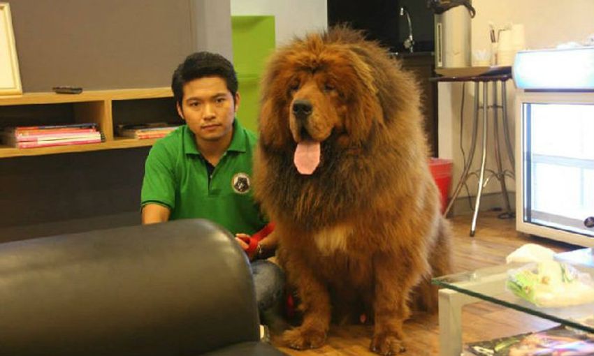 หมาตัวละ 36 ล้าน เพาะพันธุ์จำหน่ายแล้วในไทย