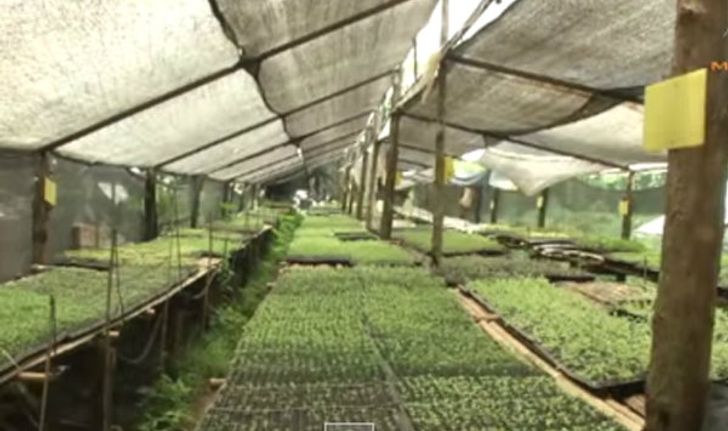 เกษตรทำเงิน :ปลูกผักออร์แกนิกขายรายได้งาม