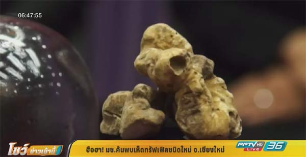 เห็ดทรัฟเฟิล กิโลฯ 160,000 บาท