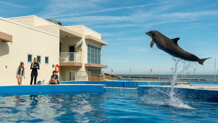 รีวิว Bernie The Dolphin เบอร์นี่ โลมาน้อย หัวใจมหาสมุทร