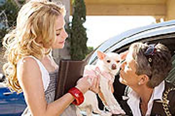 Beverly Hills Chihuahua