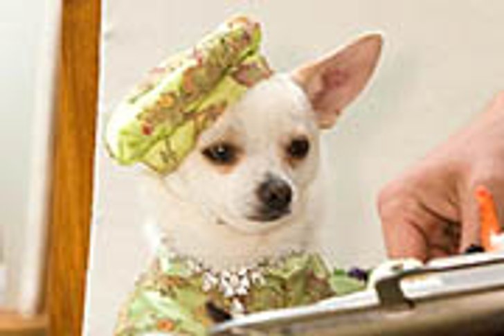 Beverly Hills Chihuahua
