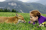 The Fox & the Child