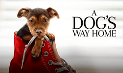 A Dog’s Way Home เมื่อน้องหมาหาทางกลับบ้าน