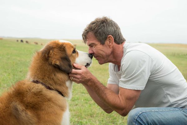 A Dog's Purpose (2017)