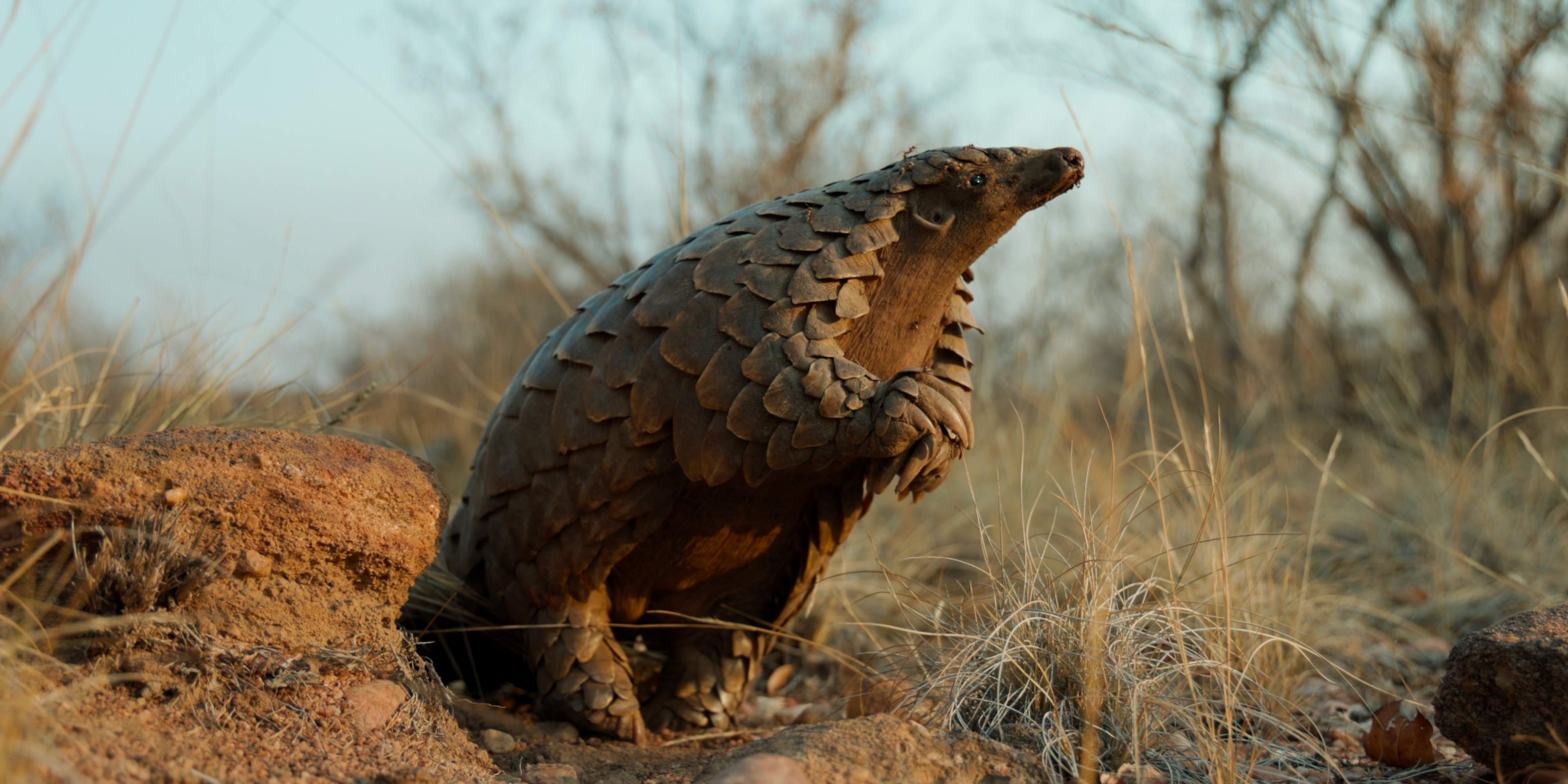Netflix เข้าใหม่-Pangolin: การเดินทางของคูลู (Pangolin: Kulu s Journey)
