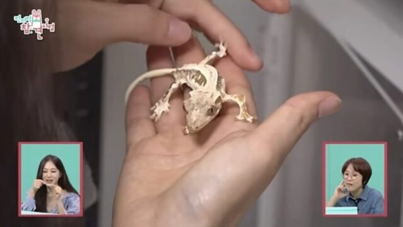 ฮันจีอึน สัตว์เลี้ยง